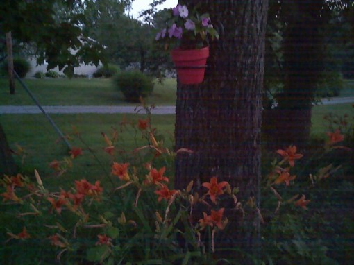 A Walnut Tree, Lots of Daylillies, and my perfect porcelain pot...